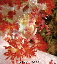 Candy Crab by Eric Casas 